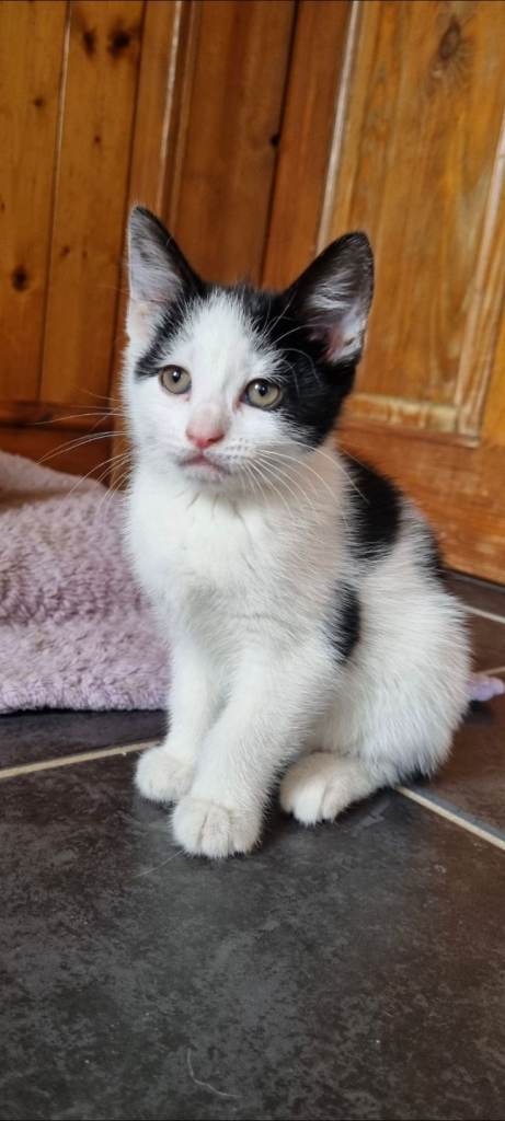 Kittens for sale