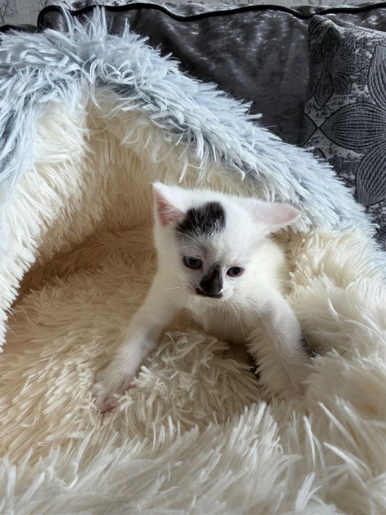 Beautiful Kittens 