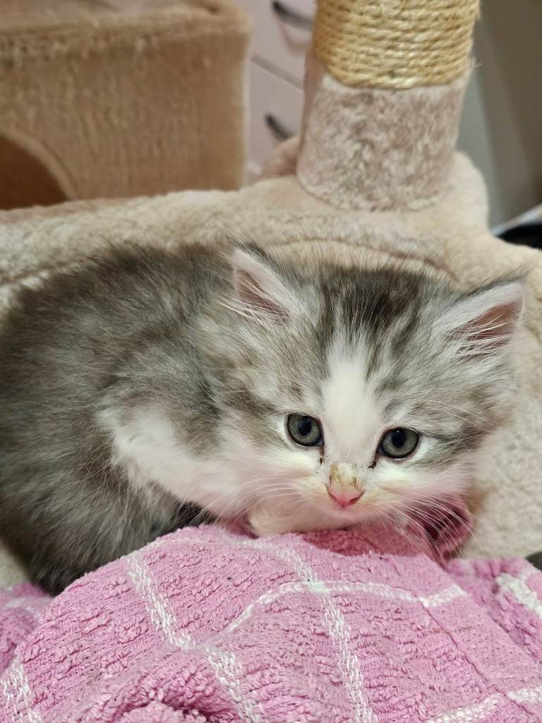 Pretty Persian cross kittens