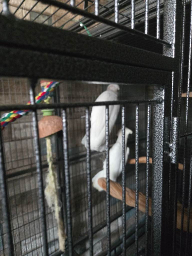 A pair of cockatoo 