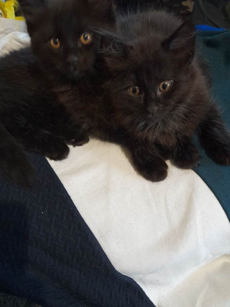 2 10 week on tuesday old kittens 