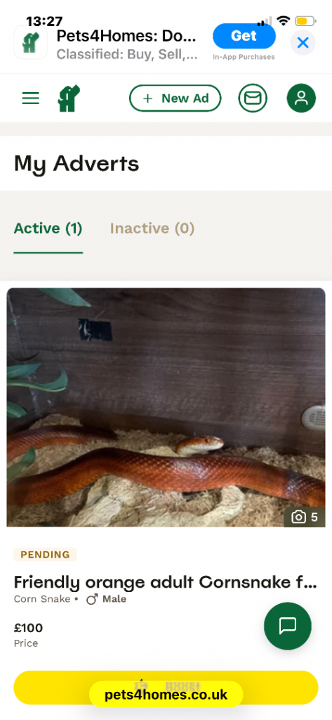 Friendly adult cornsnake for sale