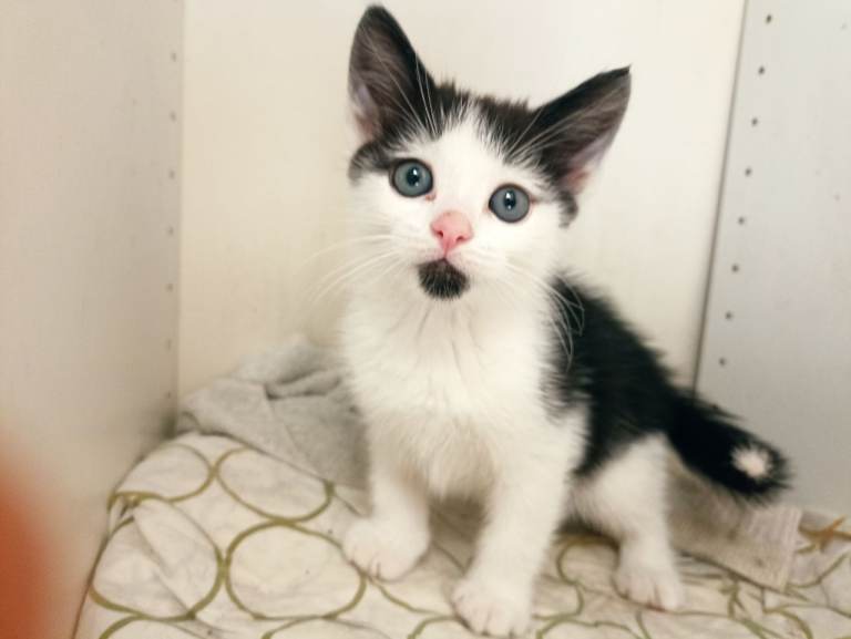 Kitten hilarious 
