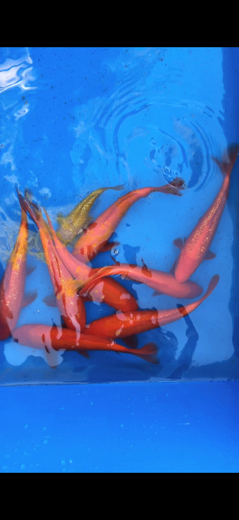 Koi for sale