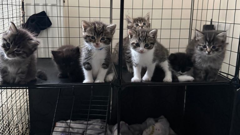 Ragdoll x Maine Coon kittens 