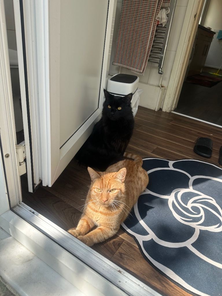Cats 