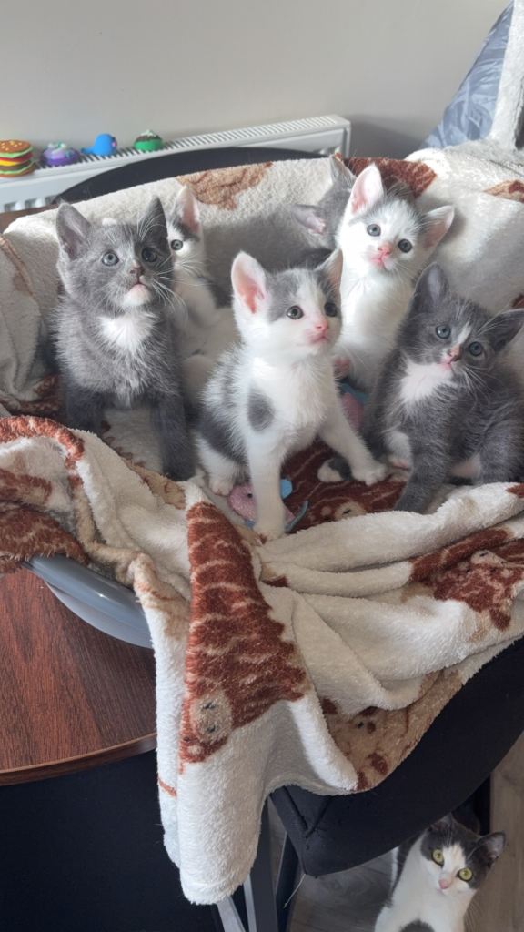 Beautiful grey and white kittens 