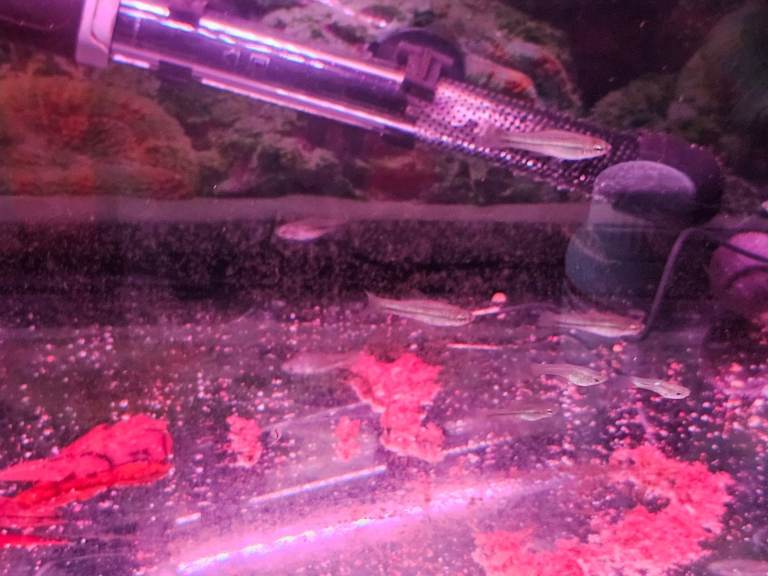Young adult ANgel fish, and rare Montezuma Swordtails for sale