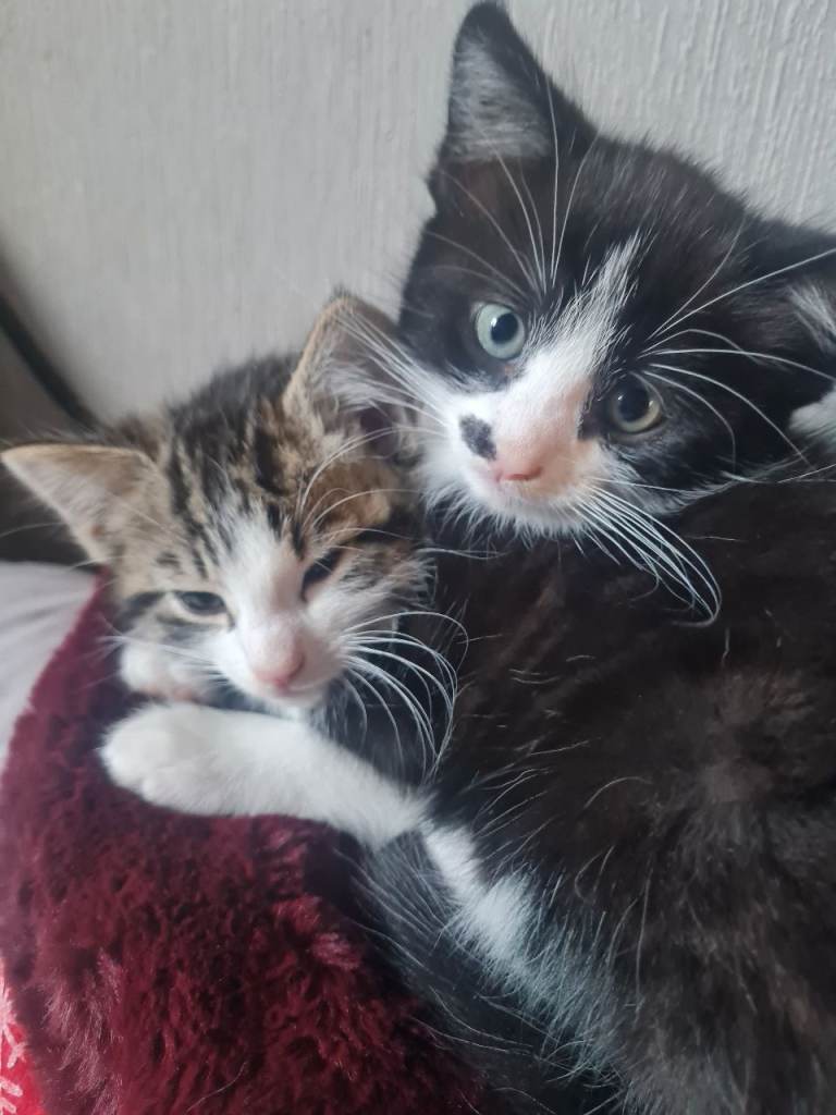 image for X Ragdoll kittens