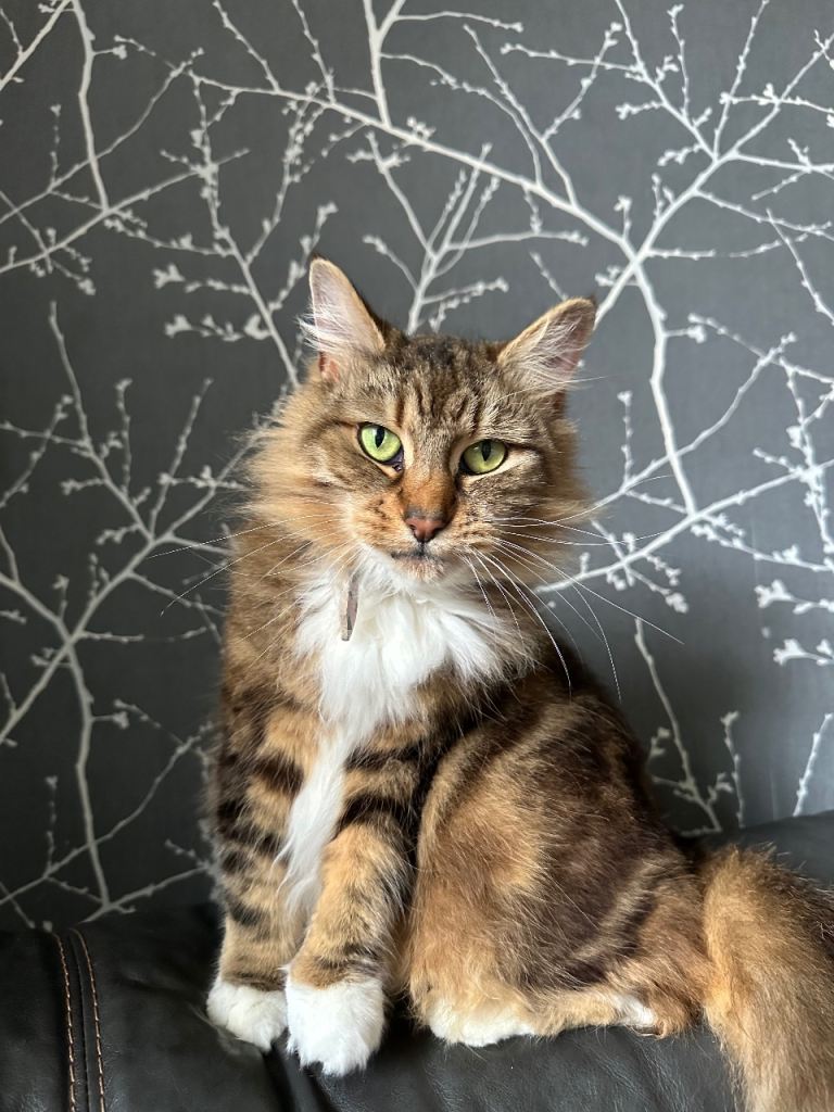 Long hair tabby cat 