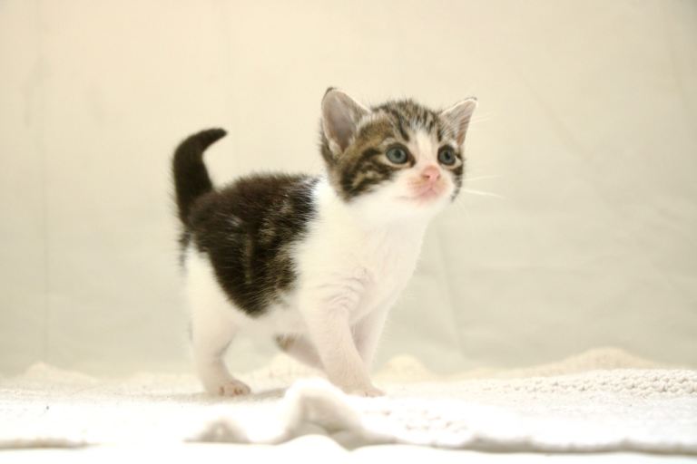 Two Lovely Kittens Looking for Their Forever Families