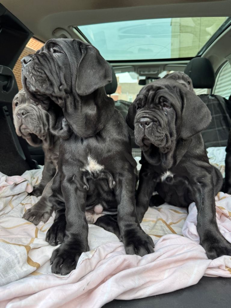 3 Neapolitan mastiff black female puppies Newcastle 