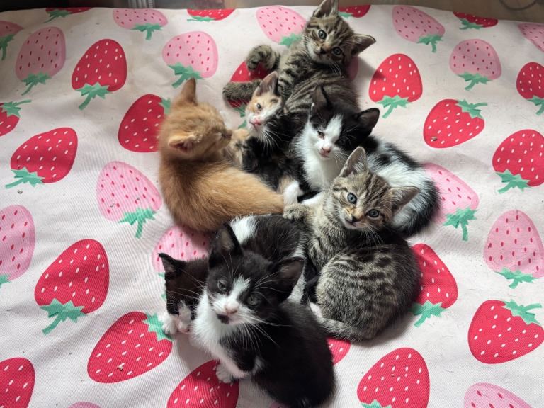 Gorgeous playful kittens ready to be homed 
