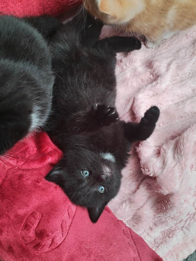 One male kitten 