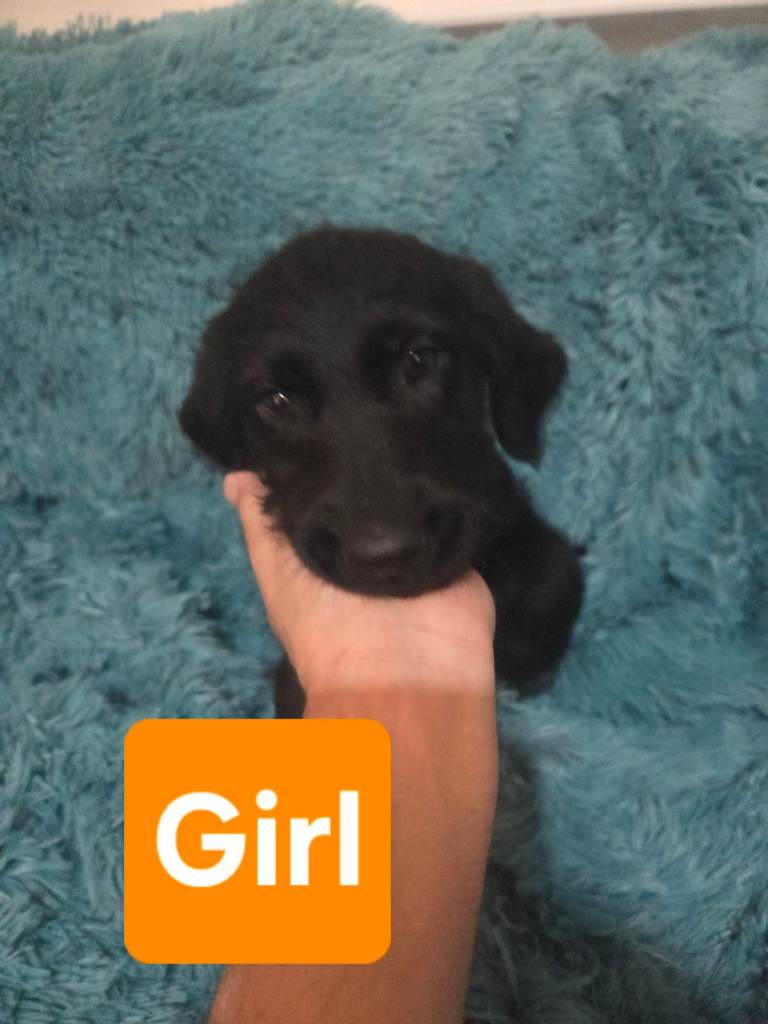 1 black girl left (orange writing) Labradoodle pups.
