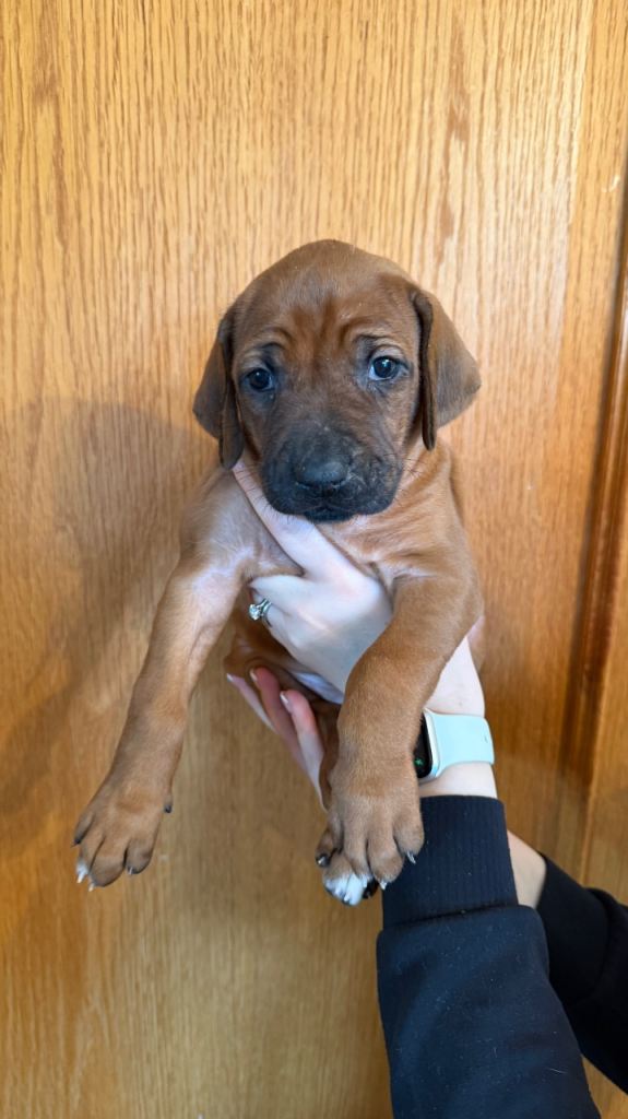 Rhodesian Ridgeback Puppies For Sale