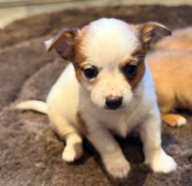 Jack Russle 