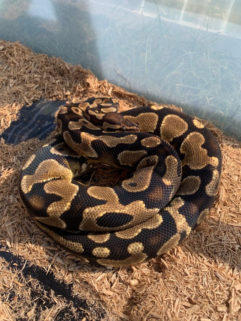 Female bull python and short term rub with heat mat