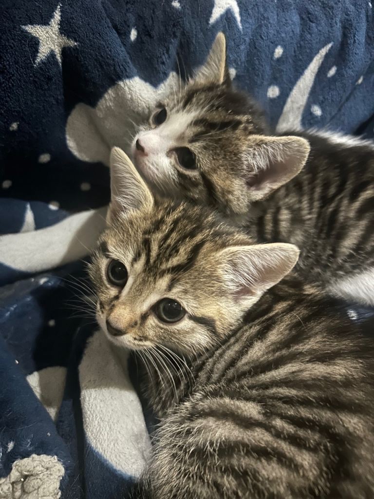 2 gorgeous girls available 