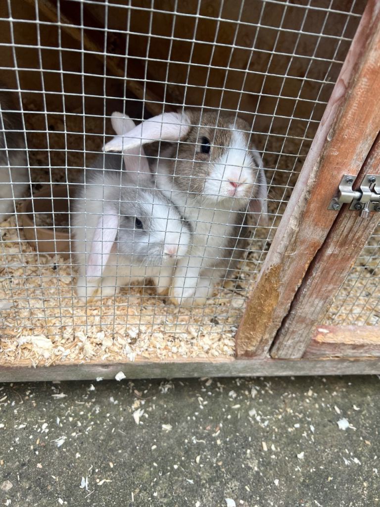 2 lovely bunnies for sale 