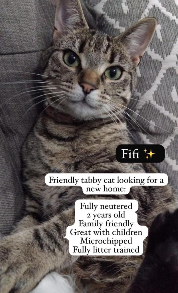 Friendly tabby cat looking for a new home