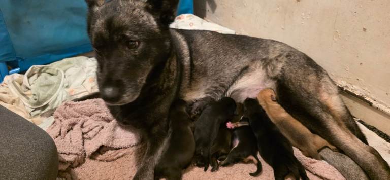 Gorgeous Husky X Staffy Puppies