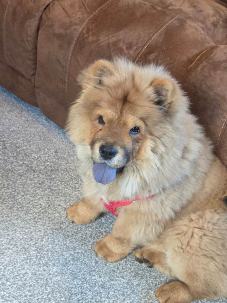 Chow Chow £800 ono 