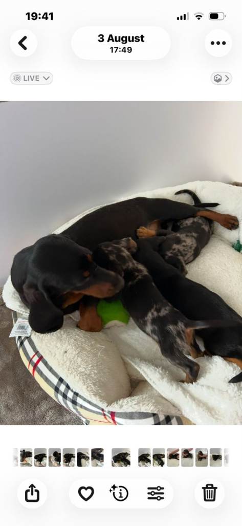 Minatur dachund pups