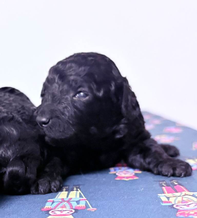 Rare Cavapoochon Puppies Home Raised PRA clea