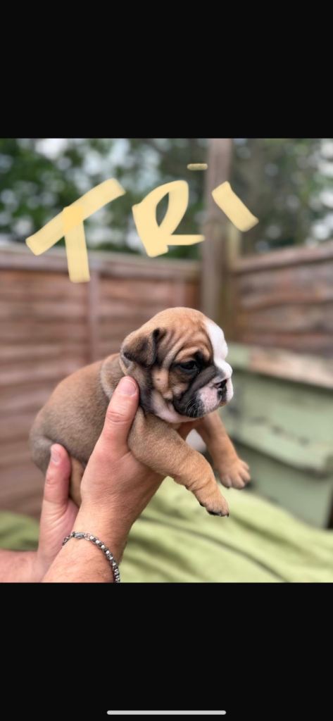 AMAZING BRITTISH BOLLDOG PUPPIES 