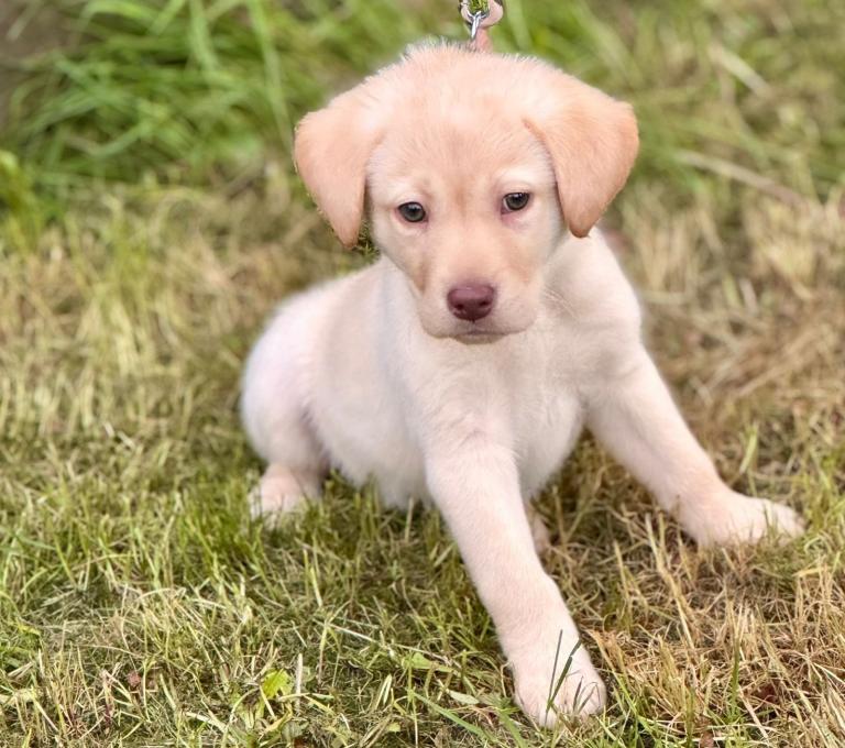9week Labrador puppy 