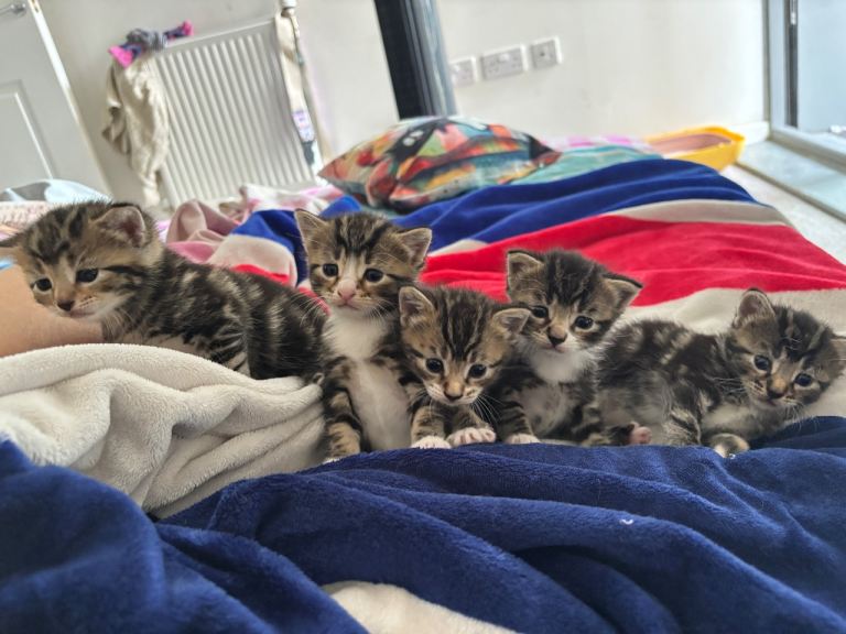 Adorable Bengal x Shorthair Kittens