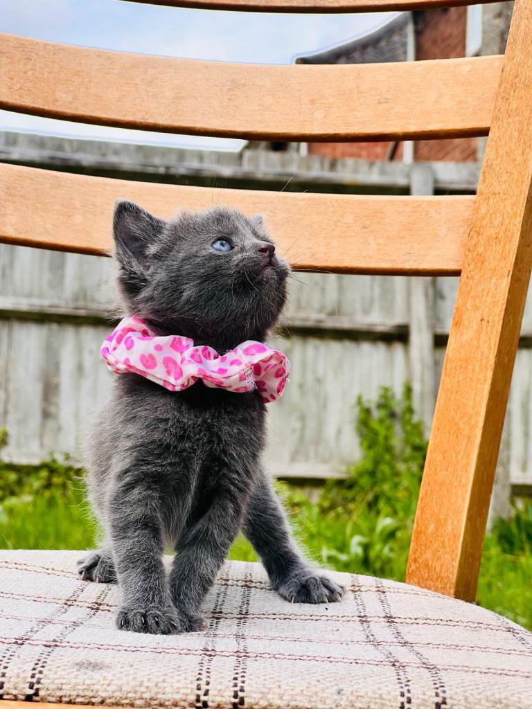 British Shorthair Dad & Tabby Mom Kittens for Sale