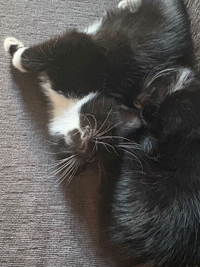 Kittens 