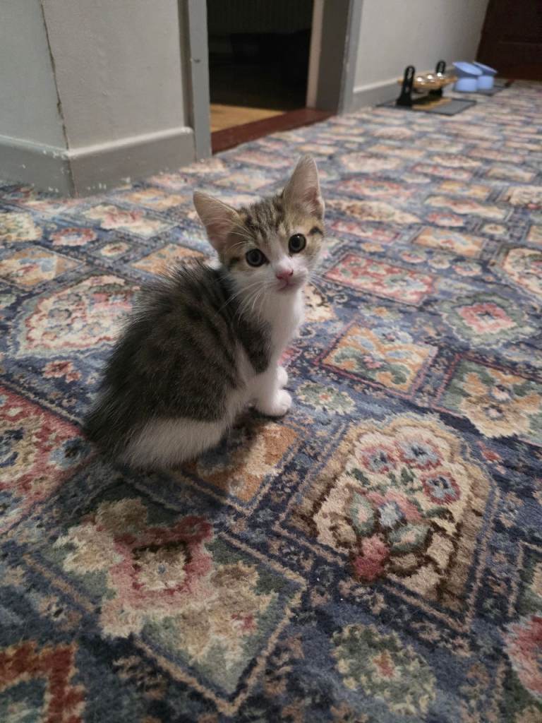 Kitten