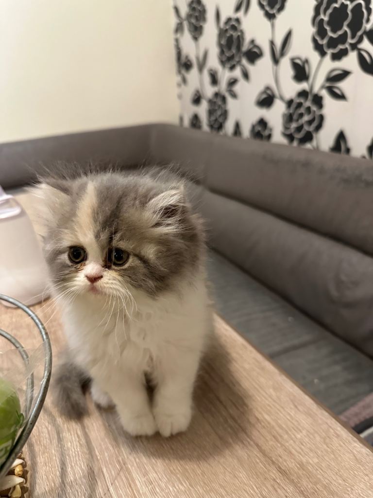 Gorgeous Persian Chinchilla Kittens  