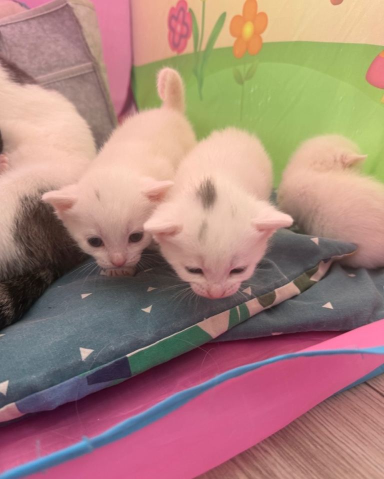 Kittens