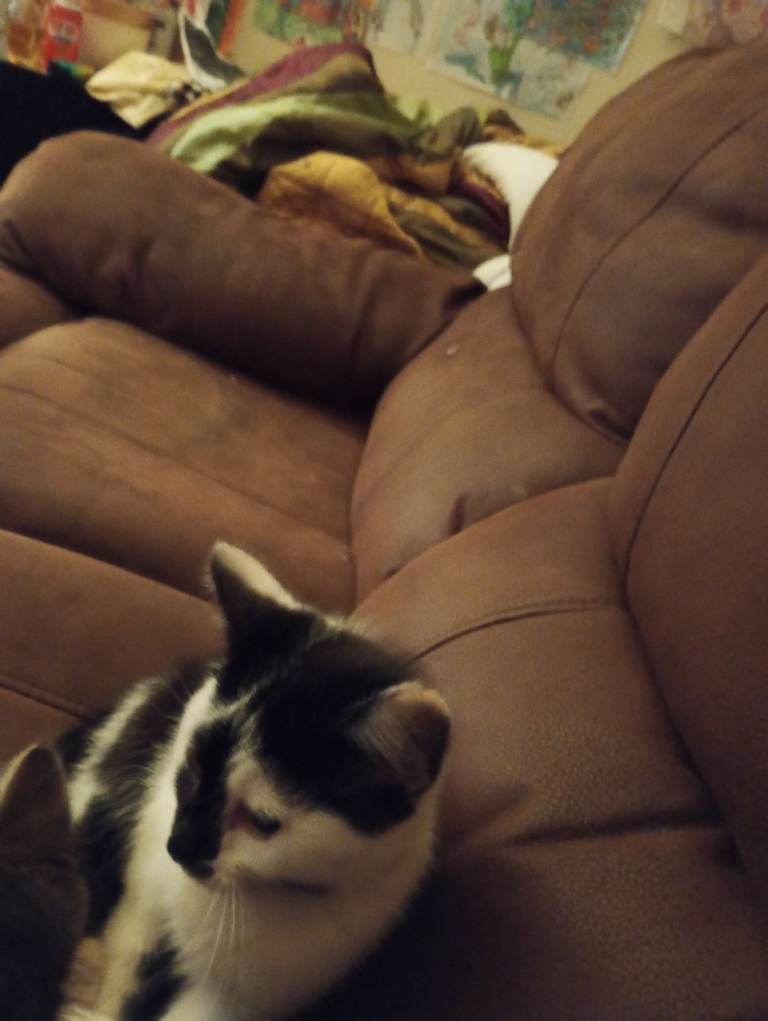 Kitty
