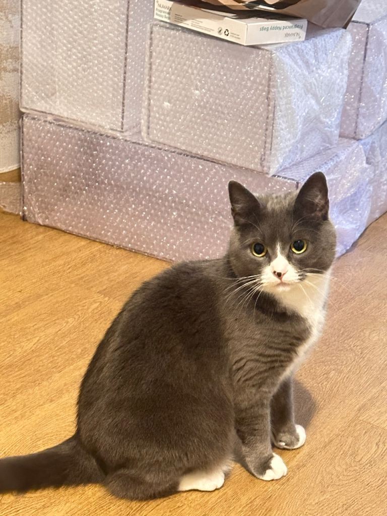 Loving Home Needed – Friendly 5 Year Old Cat 🐾