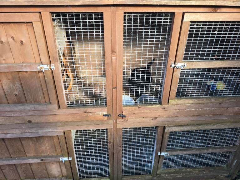 Rabbits and hutches for sale