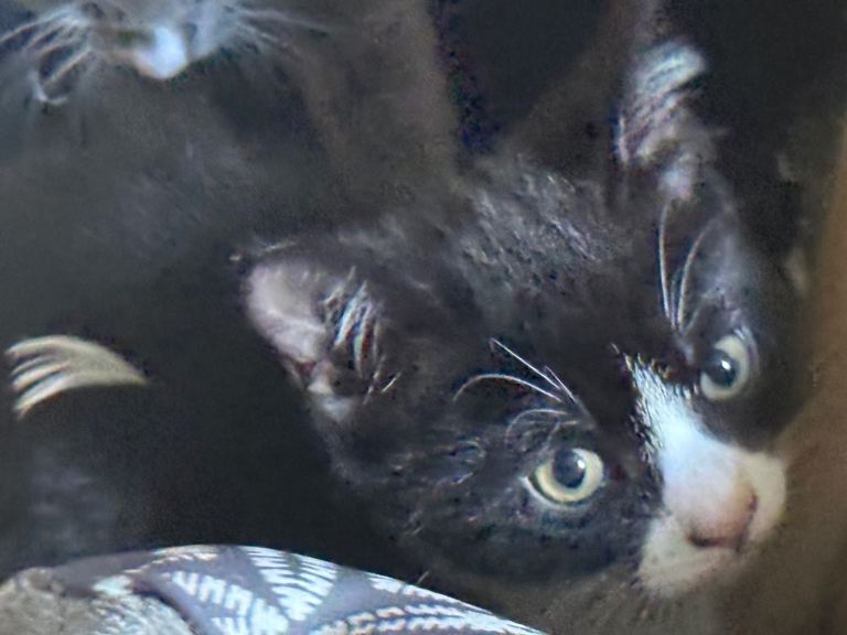 Kitten 