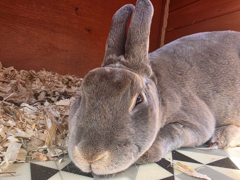 Adult mini rex 