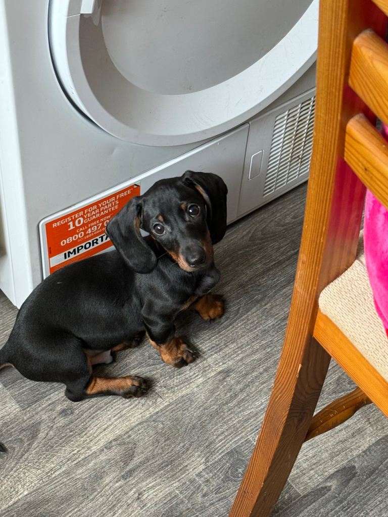 Ready to leave One Gorgeous Boy Black and Tan