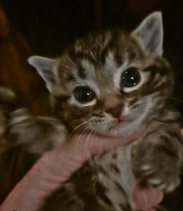 Bengal cross kittens 