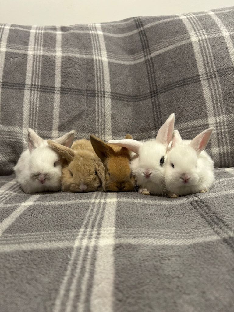 Mini Lop Baby Rabbits