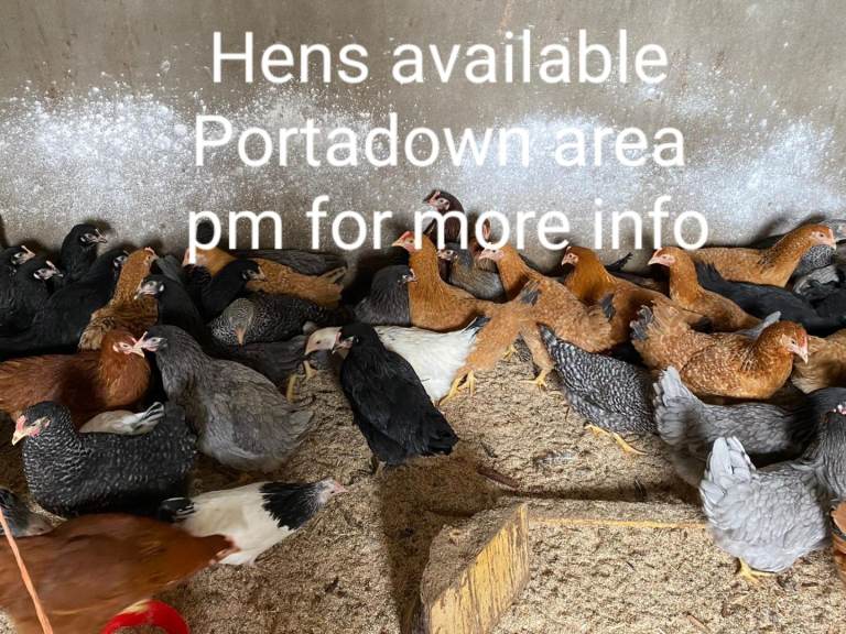 Hen coop chicken ark poultry house drinkers and feeders 