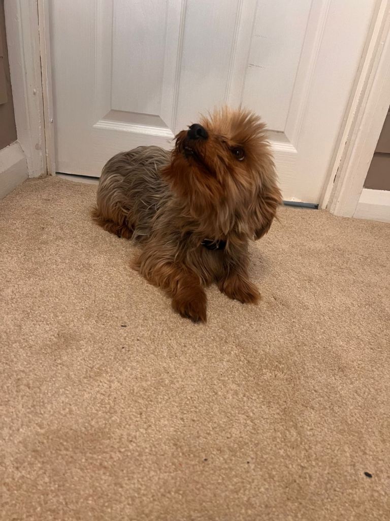 Yorkshire terrier boy