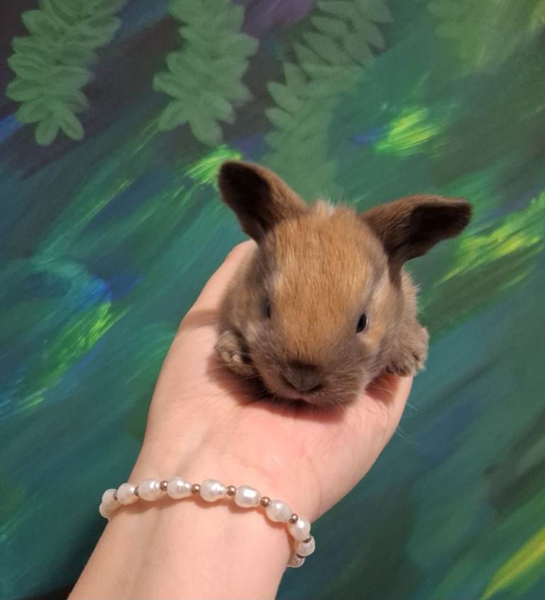 Mini Lion Lops (Mini Lionhead and Mini Lop mix) £70