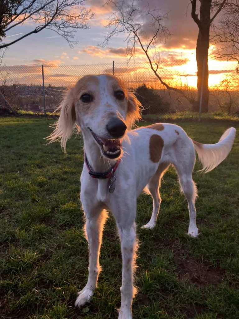 5 year old saluki x greyhound