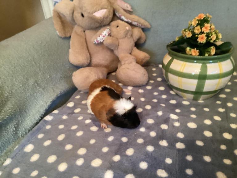 Baby Guinea Pigs For Sale